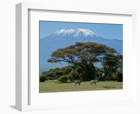 Zebra, Amboseli National Park, With Mount Kilimanjaro in the Background, Kenya, East Africa, Africa-Charles Bowman-Framed Photographic Print