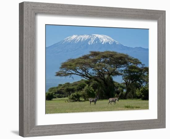 Zebra, Amboseli National Park, With Mount Kilimanjaro in the Background, Kenya, East Africa, Africa-Charles Bowman-Framed Photographic Print