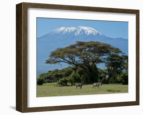 Zebra, Amboseli National Park, With Mount Kilimanjaro in the Background, Kenya, East Africa, Africa-Charles Bowman-Framed Photographic Print