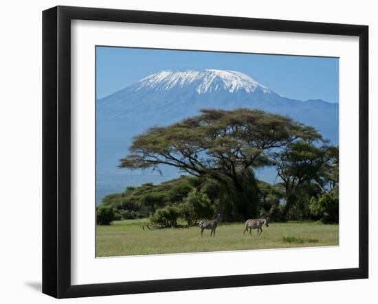 Zebra, Amboseli National Park, With Mount Kilimanjaro in the Background, Kenya, East Africa, Africa-Charles Bowman-Framed Photographic Print