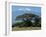 Zebra, Amboseli National Park, With Mount Kilimanjaro in the Background, Kenya, East Africa, Africa-Charles Bowman-Framed Photographic Print