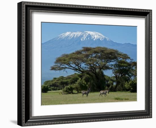 Zebra, Amboseli National Park, With Mount Kilimanjaro in the Background, Kenya, East Africa, Africa-Charles Bowman-Framed Photographic Print