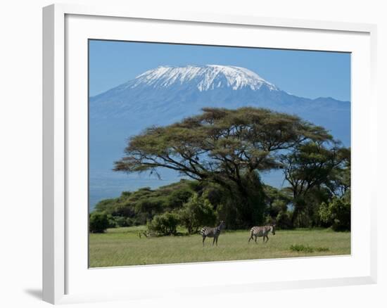 Zebra, Amboseli National Park, With Mount Kilimanjaro in the Background, Kenya, East Africa, Africa-Charles Bowman-Framed Photographic Print