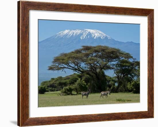 Zebra, Amboseli National Park, With Mount Kilimanjaro in the Background, Kenya, East Africa, Africa-Charles Bowman-Framed Photographic Print