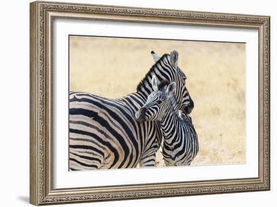 Zebra and Baby-Lantern Press-Framed Art Print