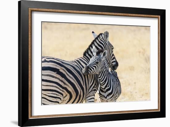 Zebra and Baby-Lantern Press-Framed Art Print