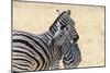 Zebra and Baby-Lantern Press-Mounted Art Print