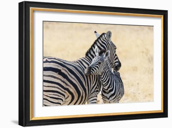 Zebra and Baby-Lantern Press-Framed Art Print