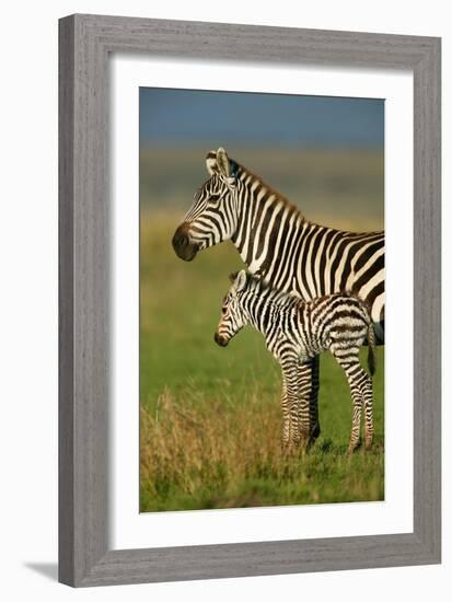 Zebra and Baby-Lantern Press-Framed Art Print