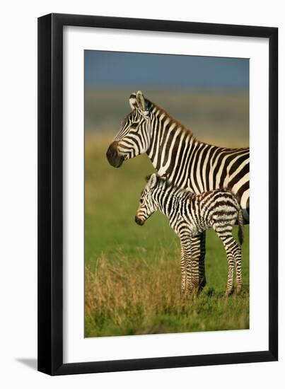 Zebra and Baby-Lantern Press-Framed Art Print