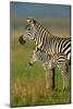 Zebra and Baby-Lantern Press-Mounted Art Print