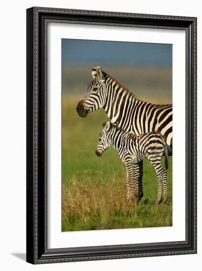 Zebra and Baby-Lantern Press-Framed Art Print