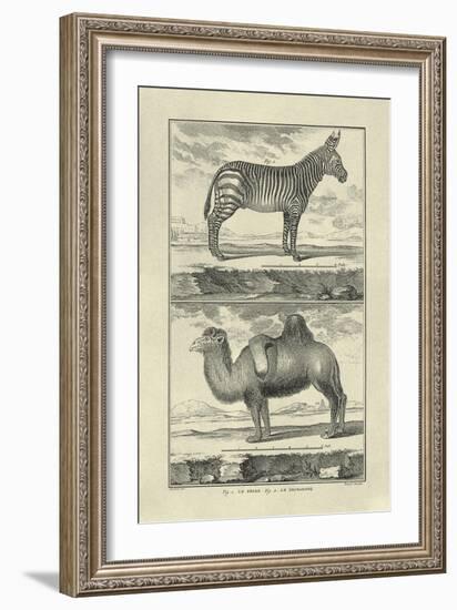 Zebra and Camel-Denis Diderot-Framed Art Print