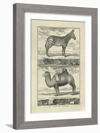 Zebra and Camel-Denis Diderot-Framed Art Print