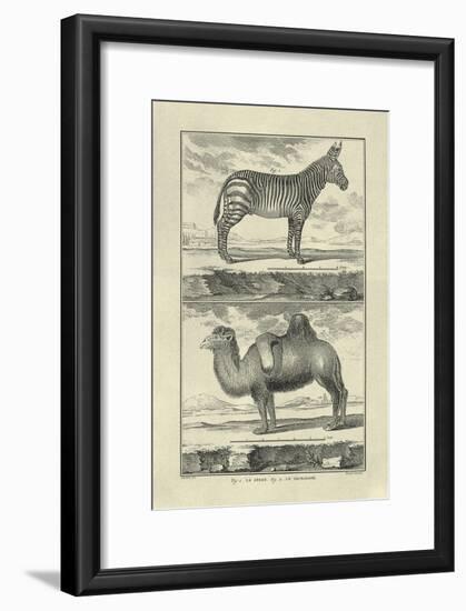 Zebra and Camel-Denis Diderot-Framed Art Print