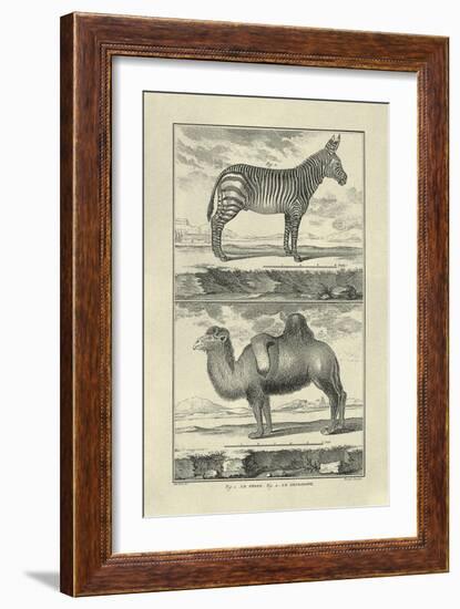 Zebra and Camel-Denis Diderot-Framed Art Print