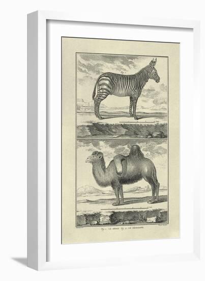 Zebra and Camel-Denis Diderot-Framed Art Print