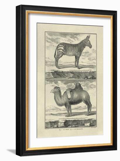 Zebra and Camel-Denis Diderot-Framed Art Print