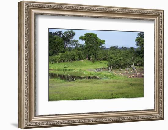 Zebra and Impala at Waterhole, South Luangwa National Park, Zambia, Africa-Janette Hill-Framed Photographic Print