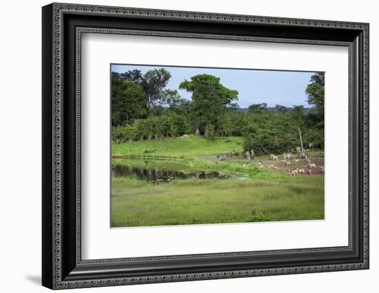 Zebra and Impala at Waterhole, South Luangwa National Park, Zambia, Africa-Janette Hill-Framed Photographic Print