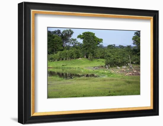 Zebra and Impala at Waterhole, South Luangwa National Park, Zambia, Africa-Janette Hill-Framed Photographic Print