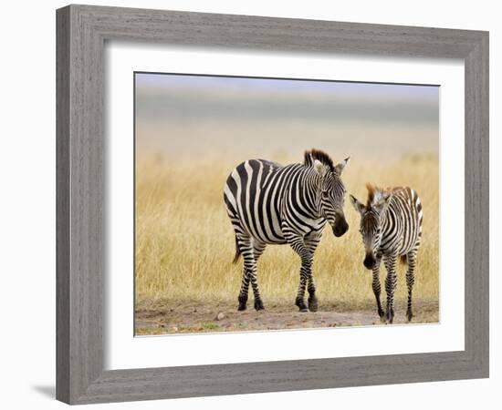 Zebra and Juvenile Zebra on the Maasai Mara, Kenya-Joe Restuccia III-Framed Photographic Print