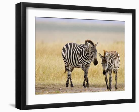 Zebra and Juvenile Zebra on the Maasai Mara, Kenya-Joe Restuccia III-Framed Photographic Print