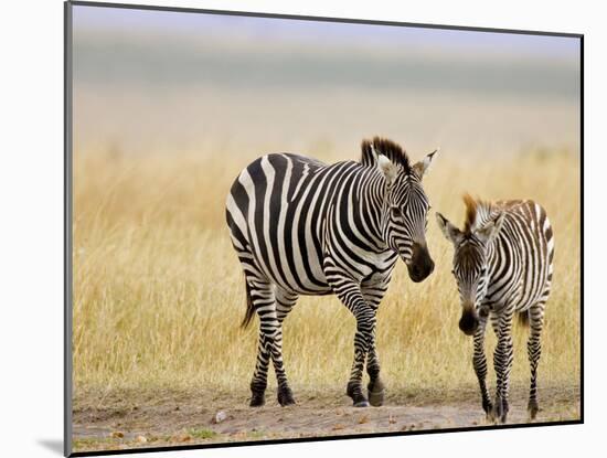 Zebra and Juvenile Zebra on the Maasai Mara, Kenya-Joe Restuccia III-Mounted Photographic Print