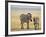 Zebra and Juvenile Zebra on the Maasai Mara, Kenya-Joe Restuccia III-Framed Photographic Print