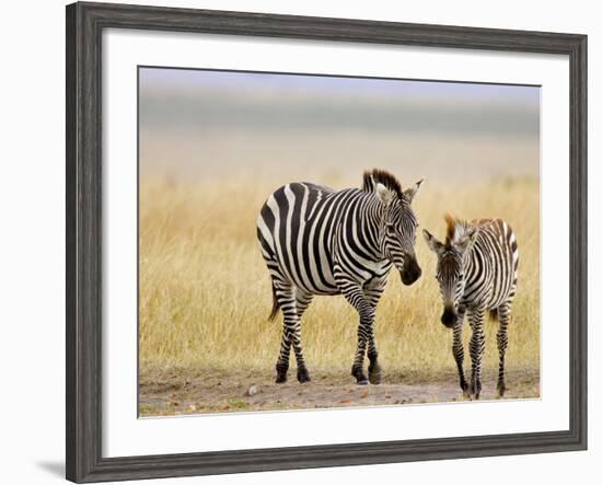 Zebra and Juvenile Zebra on the Maasai Mara, Kenya-Joe Restuccia III-Framed Photographic Print