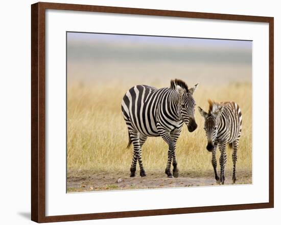 Zebra and Juvenile Zebra on the Maasai Mara, Kenya-Joe Restuccia III-Framed Photographic Print