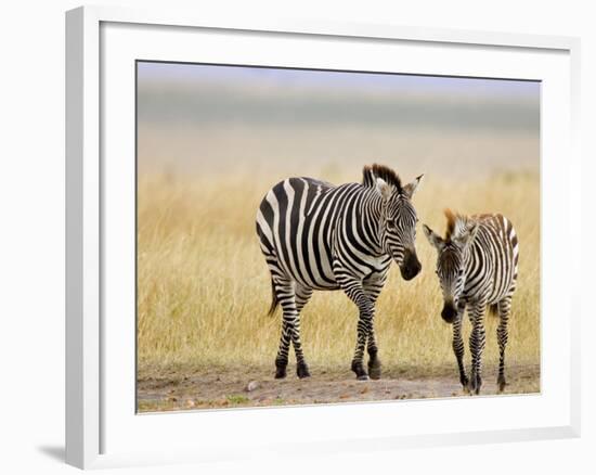 Zebra and Juvenile Zebra on the Maasai Mara, Kenya-Joe Restuccia III-Framed Photographic Print