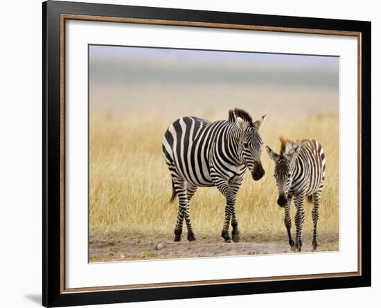 Zebra and Juvenile Zebra on the Maasai Mara, Kenya-Joe Restuccia III-Framed Photographic Print