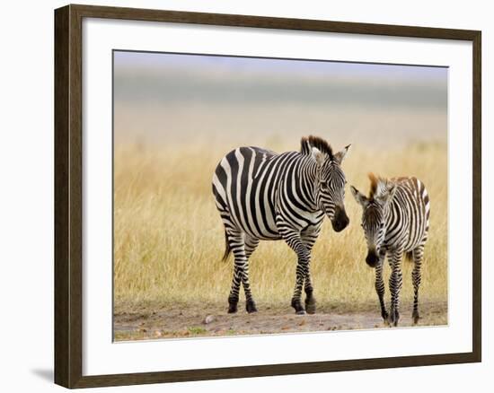 Zebra and Juvenile Zebra on the Maasai Mara, Kenya-Joe Restuccia III-Framed Photographic Print