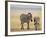 Zebra and Juvenile Zebra on the Maasai Mara, Kenya-Joe Restuccia III-Framed Photographic Print