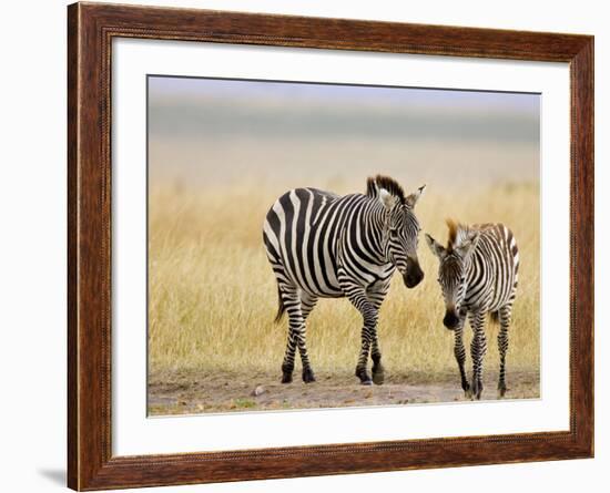 Zebra and Juvenile Zebra on the Maasai Mara, Kenya-Joe Restuccia III-Framed Photographic Print