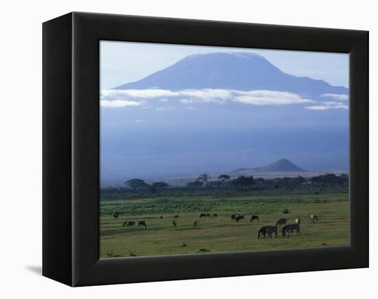 Zebra and Wildebeest under Mt. Kilimanjaro, Amboseli National Park, Kenya-Paul Souders-Framed Premier Image Canvas