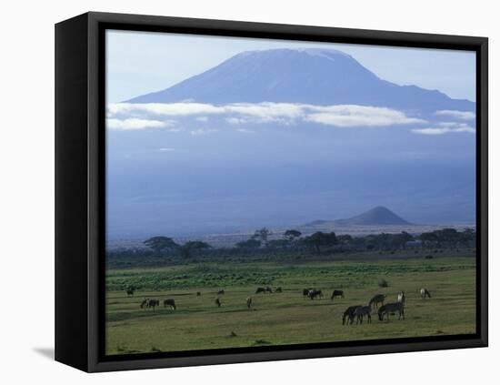 Zebra and Wildebeest under Mt. Kilimanjaro, Amboseli National Park, Kenya-Paul Souders-Framed Premier Image Canvas