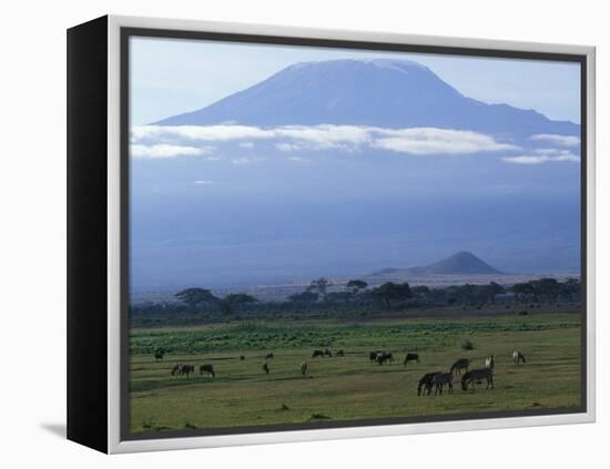 Zebra and Wildebeest under Mt. Kilimanjaro, Amboseli National Park, Kenya-Paul Souders-Framed Premier Image Canvas