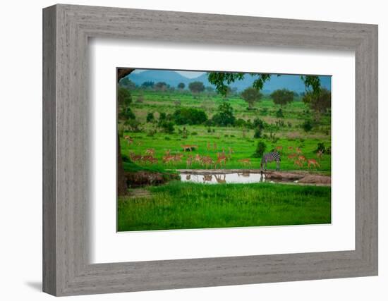 Zebra and Wildlife at the Watering Hole, Mizumi Safari Park, Tanzania, East Africa, Africa-Laura Grier-Framed Photographic Print