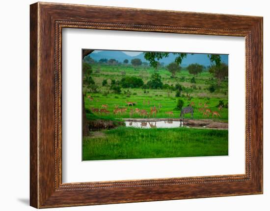 Zebra and Wildlife at the Watering Hole, Mizumi Safari Park, Tanzania, East Africa, Africa-Laura Grier-Framed Photographic Print