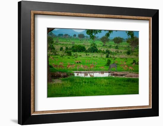 Zebra and Wildlife at the Watering Hole, Mizumi Safari Park, Tanzania, East Africa, Africa-Laura Grier-Framed Photographic Print