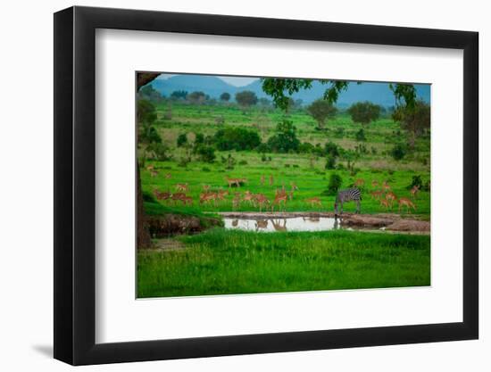 Zebra and Wildlife at the Watering Hole, Mizumi Safari Park, Tanzania, East Africa, Africa-Laura Grier-Framed Photographic Print