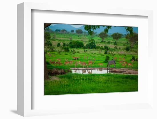 Zebra and Wildlife at the Watering Hole, Mizumi Safari Park, Tanzania, East Africa, Africa-Laura Grier-Framed Photographic Print