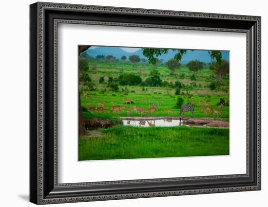 Zebra and Wildlife at the Watering Hole, Mizumi Safari Park, Tanzania, East Africa, Africa-Laura Grier-Framed Photographic Print