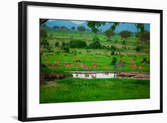Zebra and Wildlife at the Watering Hole, Mizumi Safari Park, Tanzania, East Africa, Africa-Laura Grier-Framed Photographic Print