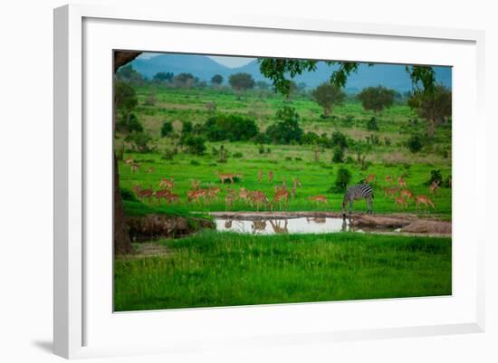 Zebra and Wildlife at the Watering Hole, Mizumi Safari Park, Tanzania, East Africa, Africa-Laura Grier-Framed Photographic Print