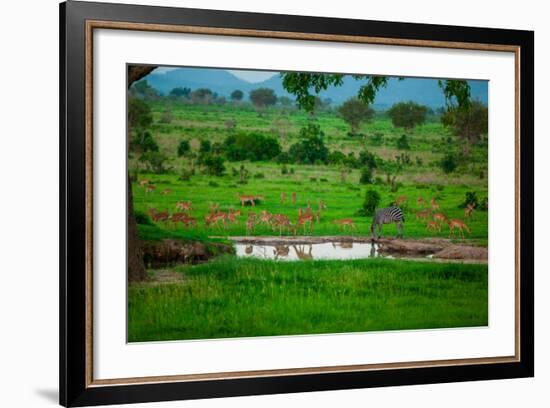 Zebra and Wildlife at the Watering Hole, Mizumi Safari Park, Tanzania, East Africa, Africa-Laura Grier-Framed Photographic Print