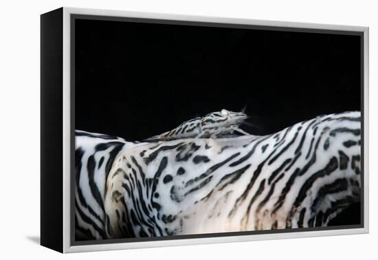 Zebra Anemonie Shrimp-Bernard Radvaner-Framed Premier Image Canvas