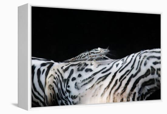 Zebra Anemonie Shrimp-Bernard Radvaner-Framed Premier Image Canvas